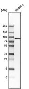 Mitogen-Activated Protein Kinase Kinase Kinase 13 antibody, PA5-53436, Invitrogen Antibodies, Western Blot image 