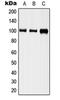 Sphingosine-1-Phosphate Receptor 5 antibody, orb215474, Biorbyt, Western Blot image 