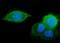 Golgin A2 antibody, M05865-1, Boster Biological Technology, Immunofluorescence image 