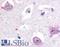 Nuclear receptor ROR-beta antibody, LS-A2564, Lifespan Biosciences, Immunohistochemistry frozen image 