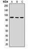 RAS Guanyl Releasing Protein 1 antibody, orb411789, Biorbyt, Western Blot image 