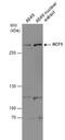 Host Cell Factor C1 antibody, NBP2-16786, Novus Biologicals, Western Blot image 