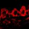 Peroxiredoxin-4 antibody, ab59542, Abcam, Immunocytochemistry image 