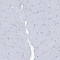 Septin-7 antibody, HPA023309, Atlas Antibodies, Immunohistochemistry frozen image 