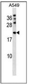 M-Phase Phosphoprotein 6 antibody, AP52735PU-N, Origene, Western Blot image 