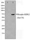 Receptor-interacting serine/threonine-protein kinase 2 antibody, TA348431, Origene, Western Blot image 