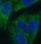 PIP antibody, FNab00939, FineTest, Immunofluorescence image 