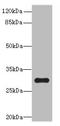 Putative transcription factor Ovo-like 1 antibody, A63086-100, Epigentek, Western Blot image 