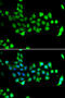 Heat Shock Protein Family A (Hsp70) Member 14 antibody, MBS9126037, MyBioSource, Immunofluorescence image 