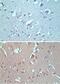 VANGL Planar Cell Polarity Protein 2 antibody, PA5-23207, Invitrogen Antibodies, Immunohistochemistry frozen image 