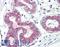 Ribosomal Protein L31 antibody, LS-B8541, Lifespan Biosciences, Immunohistochemistry paraffin image 