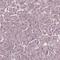 Diamine acetyltransferase 2 antibody, HPA057096, Atlas Antibodies, Immunohistochemistry frozen image 