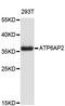 ATPase H+ Transporting Accessory Protein 2 antibody, STJ22725, St John