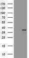 Paired box protein Pax-4 antibody, TA801976BM, Origene, Western Blot image 