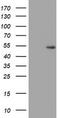 Protein ZNF365 antibody, LS-C175128, Lifespan Biosciences, Western Blot image 