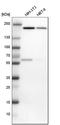 Ras GTPase-activating-like protein IQGAP1 antibody, HPA014055, Atlas Antibodies, Western Blot image 