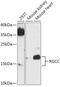 Regulator Of Cell Cycle antibody, 18-045, ProSci, Western Blot image 
