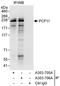 Pre-mRNA cleavage complex 2 protein Pcf11 antibody, A303-705A, Bethyl Labs, Immunoprecipitation image 