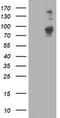 Phosphodiesterase 4B antibody, TA503477, Origene, Western Blot image 