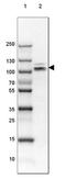 BCAR1 antibody, NBP2-34076, Novus Biologicals, Western Blot image 