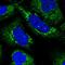 MIC10 antibody, HPA059930, Atlas Antibodies, Immunofluorescence image 