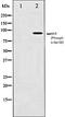 Cell Division Cycle 25B antibody, orb106118, Biorbyt, Western Blot image 