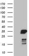 Nucleic Acid Binding Protein 1 antibody, TA811090, Origene, Western Blot image 
