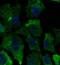 Angiopoietin 1 antibody, orb373825, Biorbyt, Immunofluorescence image 