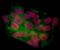 Bromodomain-containing protein 4 antibody, NBP2-76394, Novus Biologicals, Immunofluorescence image 