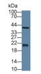 Ferritin Heavy Chain 1 antibody, LS-C314944, Lifespan Biosciences, Western Blot image 