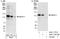 F-box only protein 11 antibody, A301-177A, Bethyl Labs, Immunoprecipitation image 