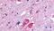 Galanin receptor type 2 antibody, PA5-33575, Invitrogen Antibodies, Immunohistochemistry frozen image 