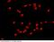 Fos Proto-Oncogene, AP-1 Transcription Factor Subunit antibody, 100918-T10, Sino Biological, Immunohistochemistry paraffin image 
