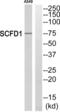 Sec1 family domain-containing protein 1 antibody, abx014842, Abbexa, Western Blot image 