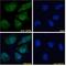 NIPBL Cohesin Loading Factor antibody, LS-C112999, Lifespan Biosciences, Immunofluorescence image 