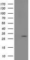Pyrroline-5-Carboxylate Reductase 3 antibody, TA502035, Origene, Western Blot image 