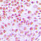 IK Cytokine antibody, LS-C352349, Lifespan Biosciences, Immunohistochemistry paraffin image 