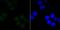 Paired amphipathic helix protein Sin3a antibody, NBP2-67146, Novus Biologicals, Immunofluorescence image 