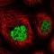 Formin Binding Protein 4 antibody, HPA040029, Atlas Antibodies, Immunofluorescence image 