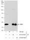 SRY-Box 2 antibody, GTX627404, GeneTex, Immunoprecipitation image 