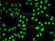 U1 small nuclear ribonucleoprotein A antibody, A6410, ABclonal Technology, Immunofluorescence image 