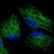 G Elongation Factor Mitochondrial 1 antibody, PA5-57049, Invitrogen Antibodies, Immunofluorescence image 