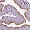 Radial Spoke Head 9 Homolog antibody, NBP1-86750, Novus Biologicals, Immunohistochemistry frozen image 