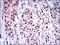 Kdap antibody, NBP2-37355, Novus Biologicals, Immunohistochemistry frozen image 