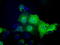 Nucleoredoxin Like 2 antibody, LS-C115275, Lifespan Biosciences, Immunofluorescence image 