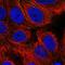 EF-Hand Calcium Binding Domain 11 antibody, HPA051209, Atlas Antibodies, Immunofluorescence image 