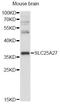 Solute Carrier Family 25 Member 27 antibody, LS-C748857, Lifespan Biosciences, Western Blot image 