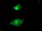 Low Density Lipoprotein Receptor Adaptor Protein 1 antibody, LS-C173479, Lifespan Biosciences, Immunofluorescence image 