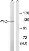 PCB antibody, GTX87071, GeneTex, Western Blot image 