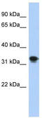 Centromere protein P antibody, TA334933, Origene, Western Blot image 